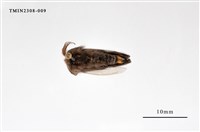 藏品(榕透翅毒蛾)的圖片